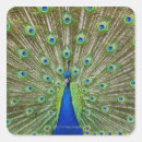 Search for peacock feather stickers Birds