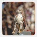 Search for red tail stickers Animal