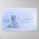 Search for arctic posters Nature