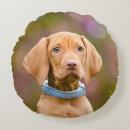 Search for vizsla cushions Puppy
