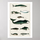 Search for vintage whale posters Sea