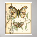 Search for butterfly posters Botanical