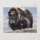Search for arctic tundra postcards Wildlife