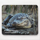 Search for gators electronics Alligator