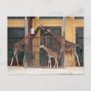 Search for little giraffe postcards Giraffes