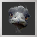 Search for emu posters Animal