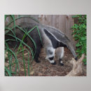Search for anteaters posters Animal