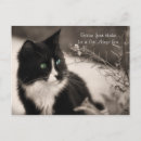 Search for adoptable postcards For pets