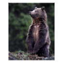 Search for grizzly bear posters Usa