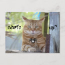 Search for funny cat sayings postcards Pets
