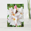 Search for plumeria cards Frangipani