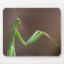 Search for mantid Praying mantid