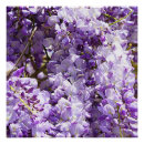 Search for wisteria posters Floral