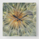 Search for dandelion clocks Pattern