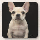 Search for bulldog coasters Small business