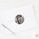 Search for great horned owl stickers Nature