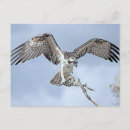 Search for wingspan postcards Wildlife