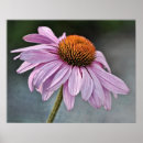 Search for echinacea posters Pink