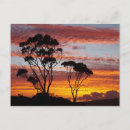 Search for gum trees postcards Eucalyptus
