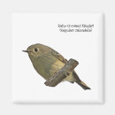 Search for ruby crowned kinglet Songbird