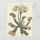 Search for venus flytrap postcards Botanical