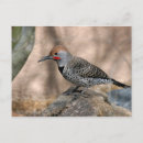 Search for flickering postcards Northern flicker
