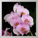 Search for pink orchid posters Orchids