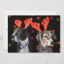 Search for male christmas cards Pets