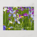 Search for irie postcards Lilies