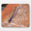 Search for damselfly mousepads Nature
