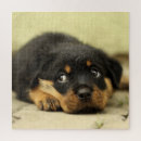 Search for rottweiler puzzles Nature