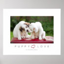Search for english setter art Setters