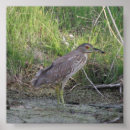 Search for juvenile art Herons