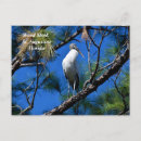 Search for wilds postcards Tropical