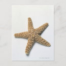 Search for with white background postcards Pattern