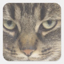 Search for kitten face stickers Pet