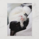 Search for cats sleeping postcards Kitty