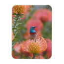Search for collar magnets Animal