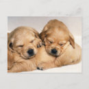 Search for animals postcards Cute