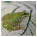 Search for tree frog tiles Reptile