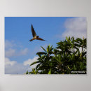 Search for swallow posters Photography