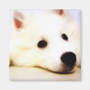 Search for eskimo magnets Pet