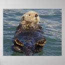 Search for sea otter posters Cute