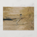 Search for roadrunner postcards Bird