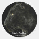 Search for black panther cat stickers Big cats