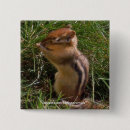 Search for chipmunks badges Mammal