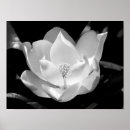 Search for magnolia posters Bloom