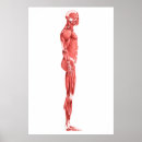 Search for muscularity posters Biomedical illustrations