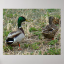 Search for anas art Wildlife photography