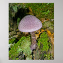 Search for purple mushrooms posters Fungi